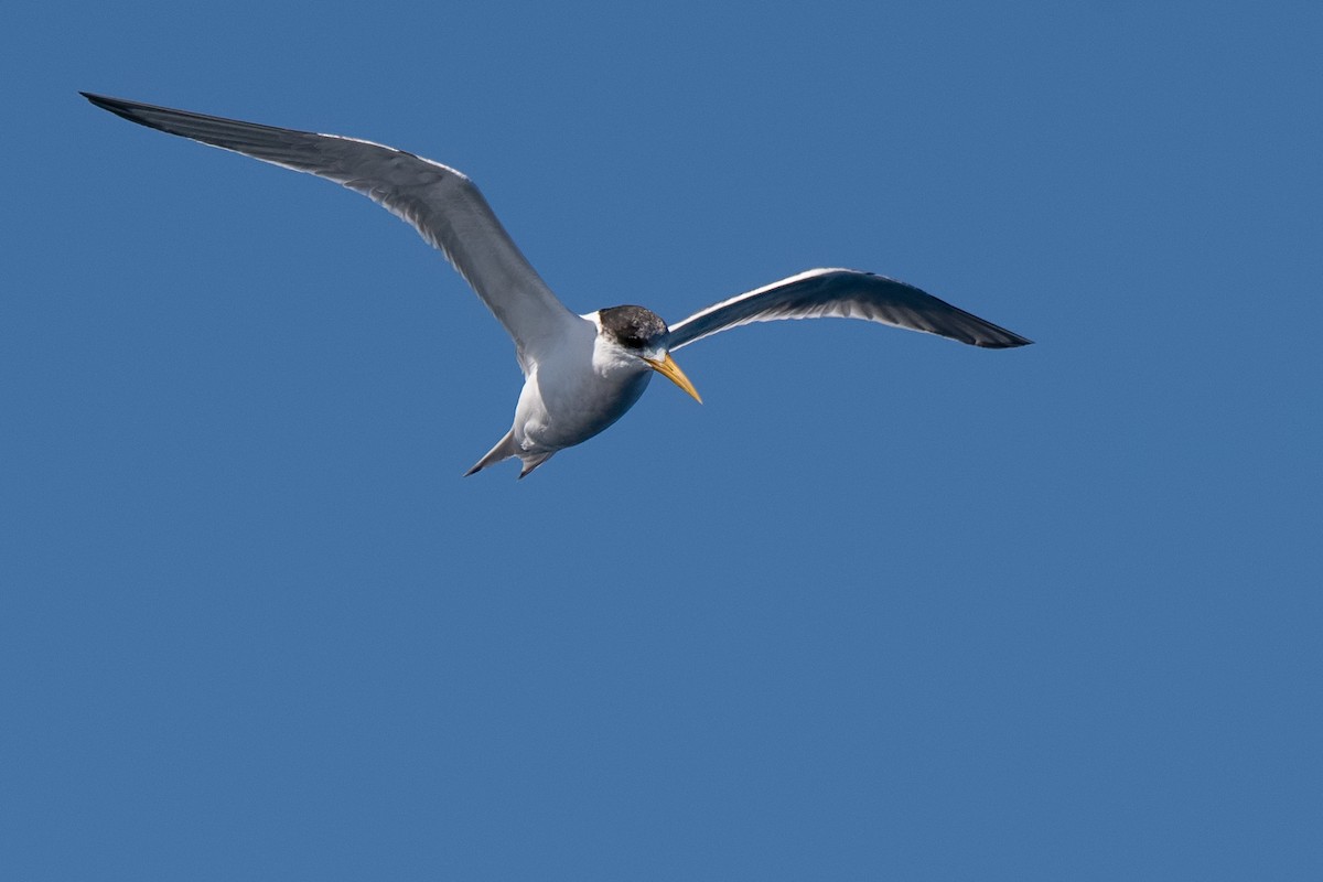 Great Crested Tern - Hayley Alexander