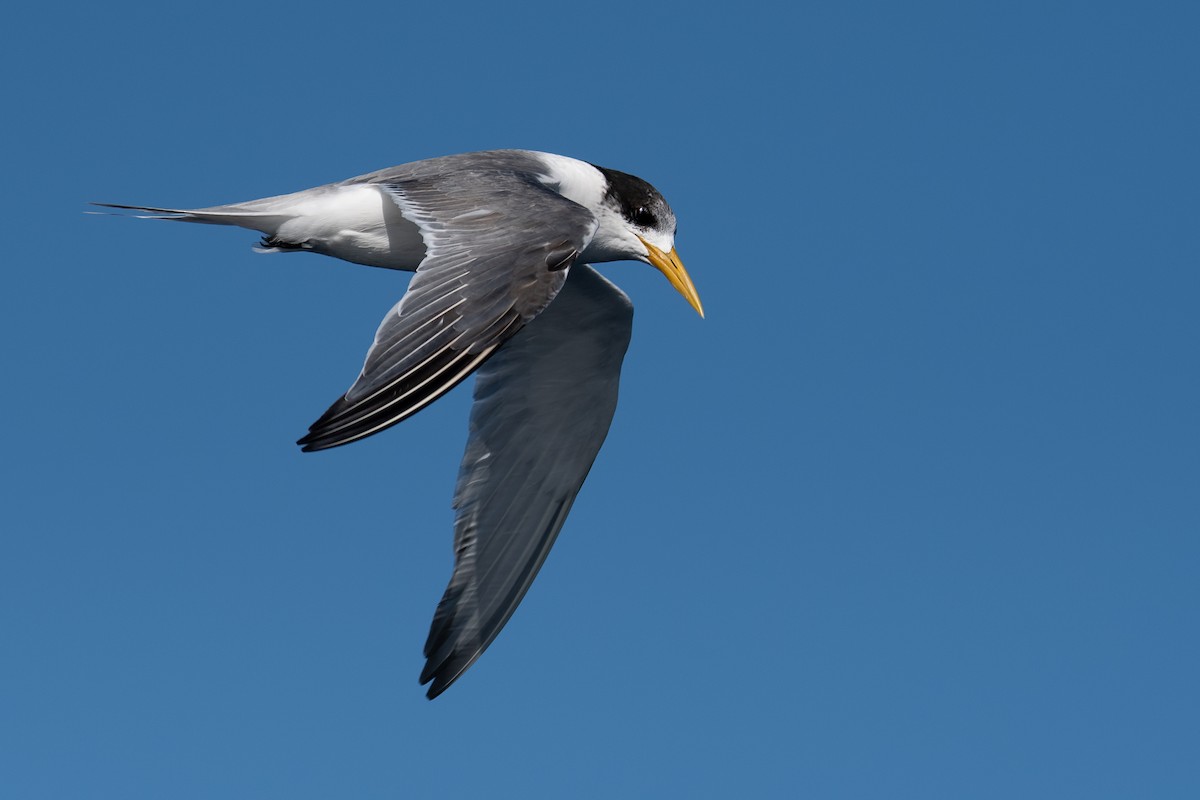 Great Crested Tern - Hayley Alexander