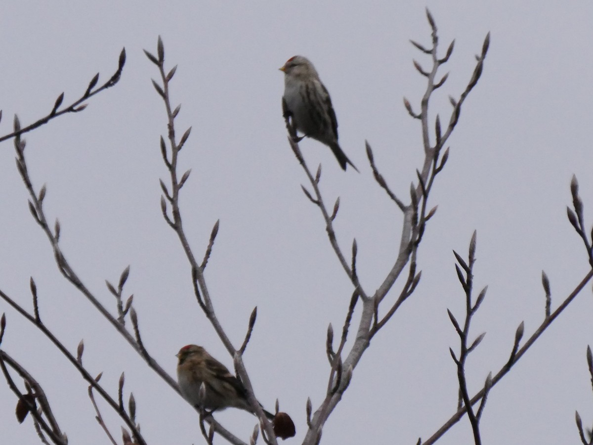 čečetka zimní (ssp. flammea/rostrata/islandica) - ML173972821