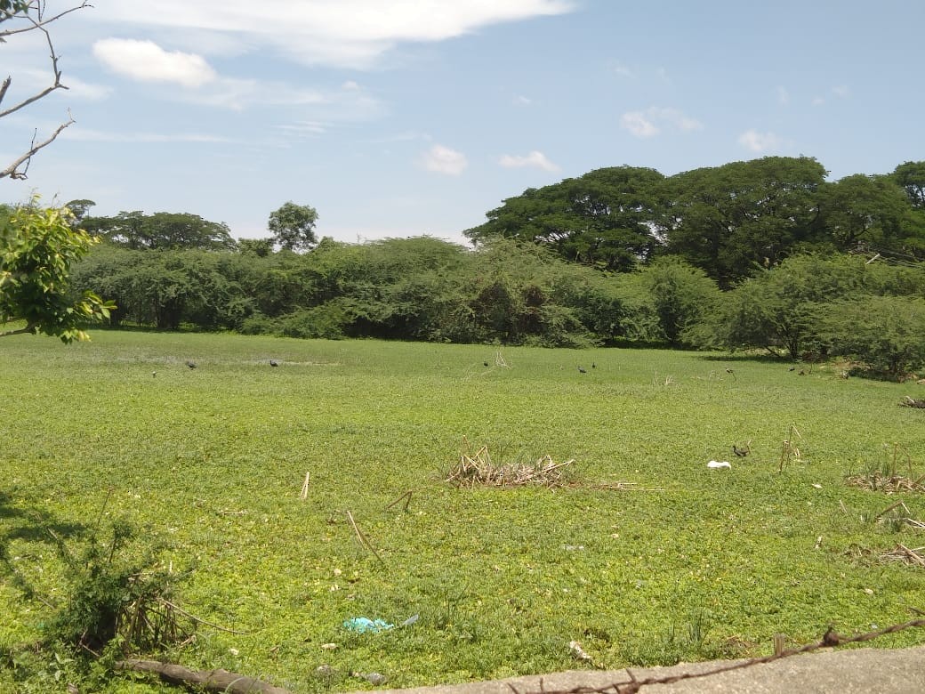 Gray-headed Swamphen - ML173973941