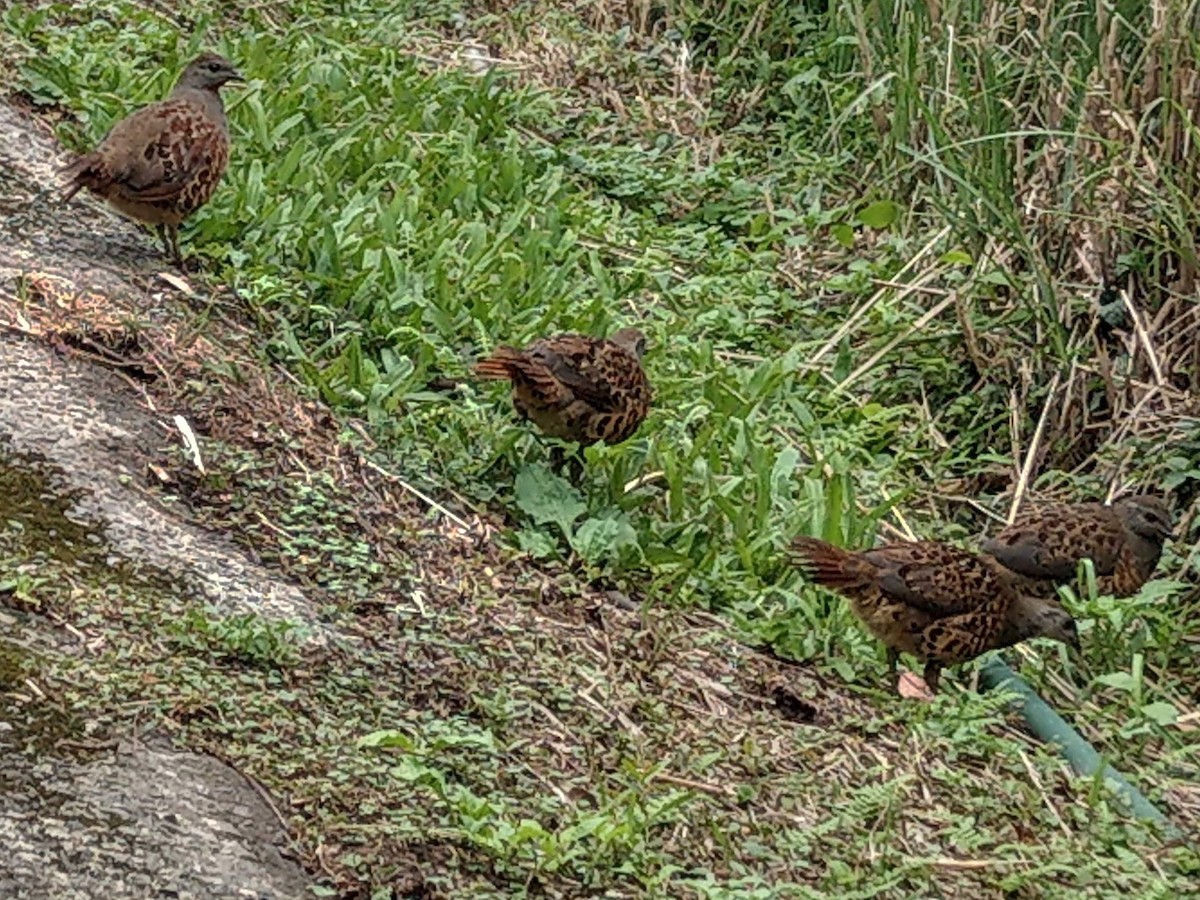 Taiwan Bamboo-Partridge - ML173977061