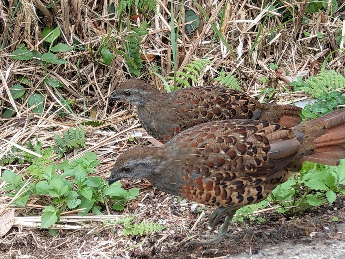 Taiwan Bamboo-Partridge - ML173977191
