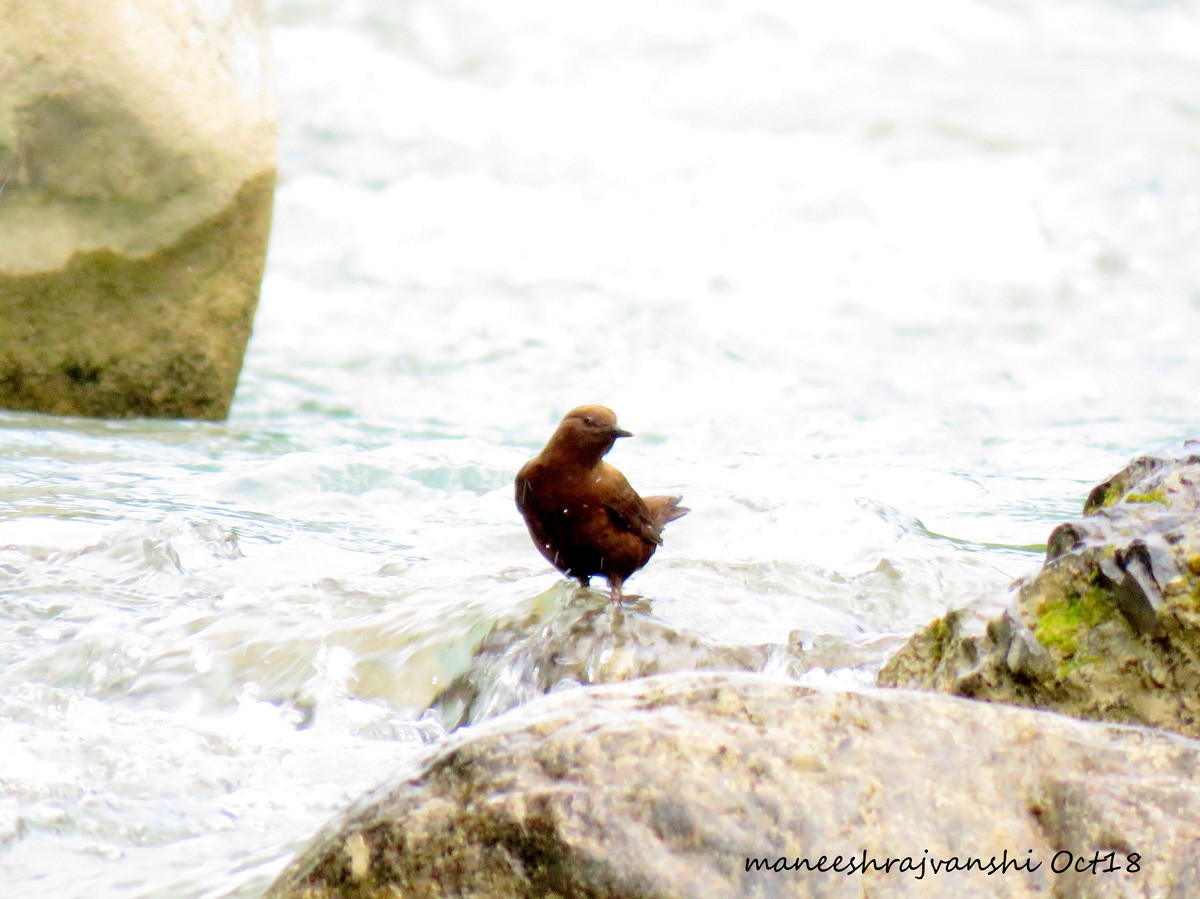 Brown Dipper - Maneesh Rajvanshi