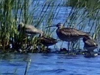 Whimbrel - Louis DeMarco