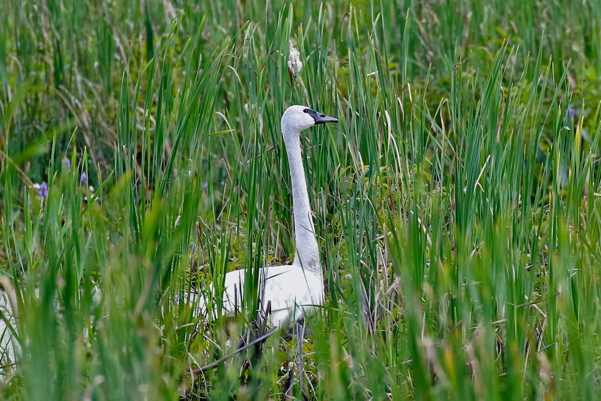 Trumpeter Swan - ML173979881