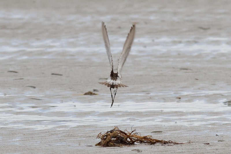 White-rumped Sandpiper - ML173979991