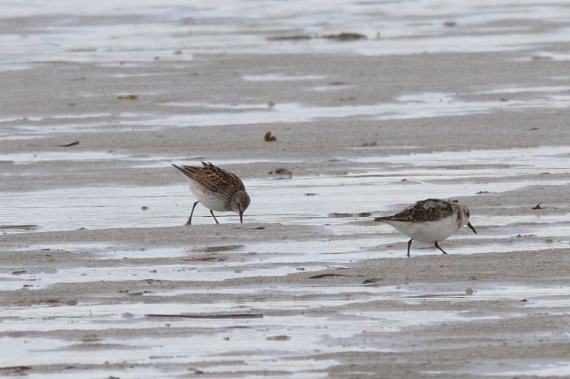 White-rumped Sandpiper - ML173980001