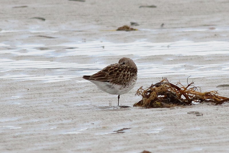 White-rumped Sandpiper - ML173980011