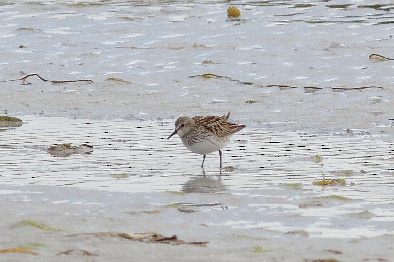 White-rumped Sandpiper - ML173980021