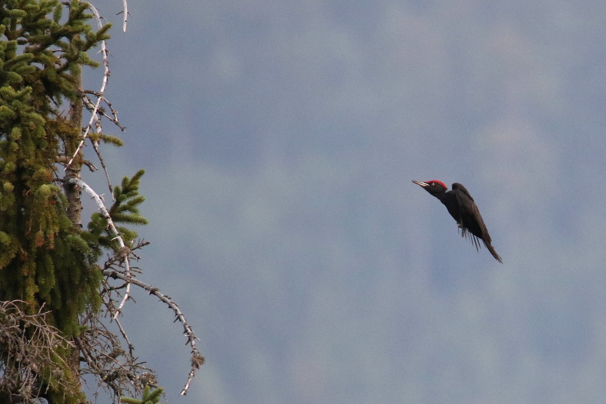 Black Woodpecker - ML173981951