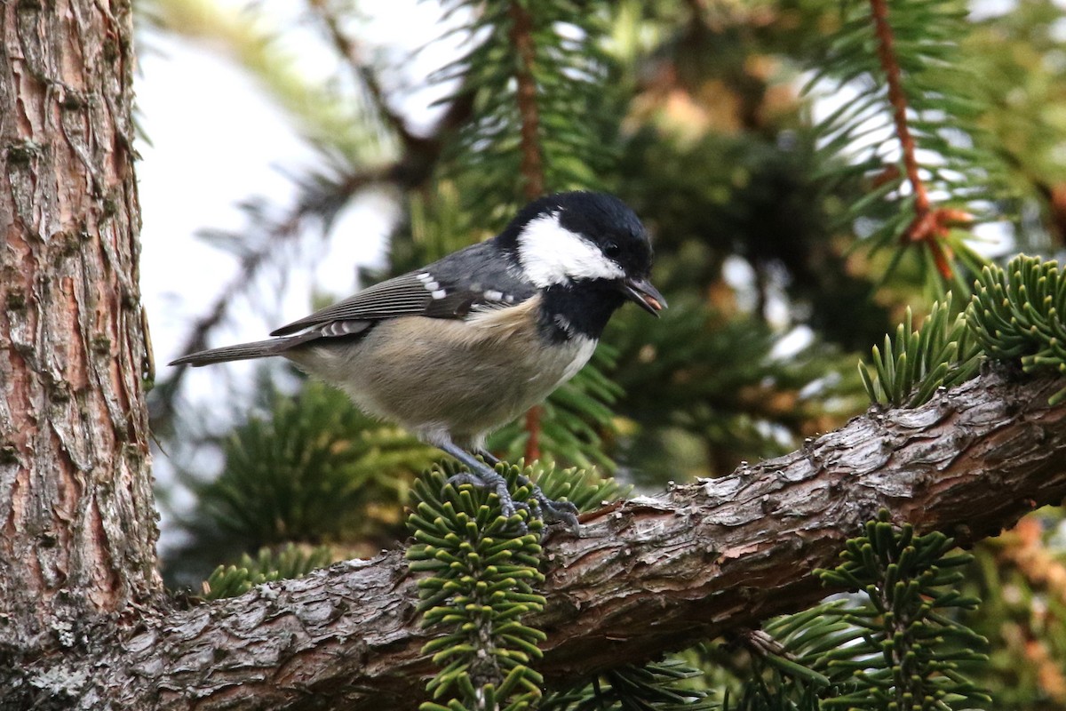 Coal Tit - ML173982111