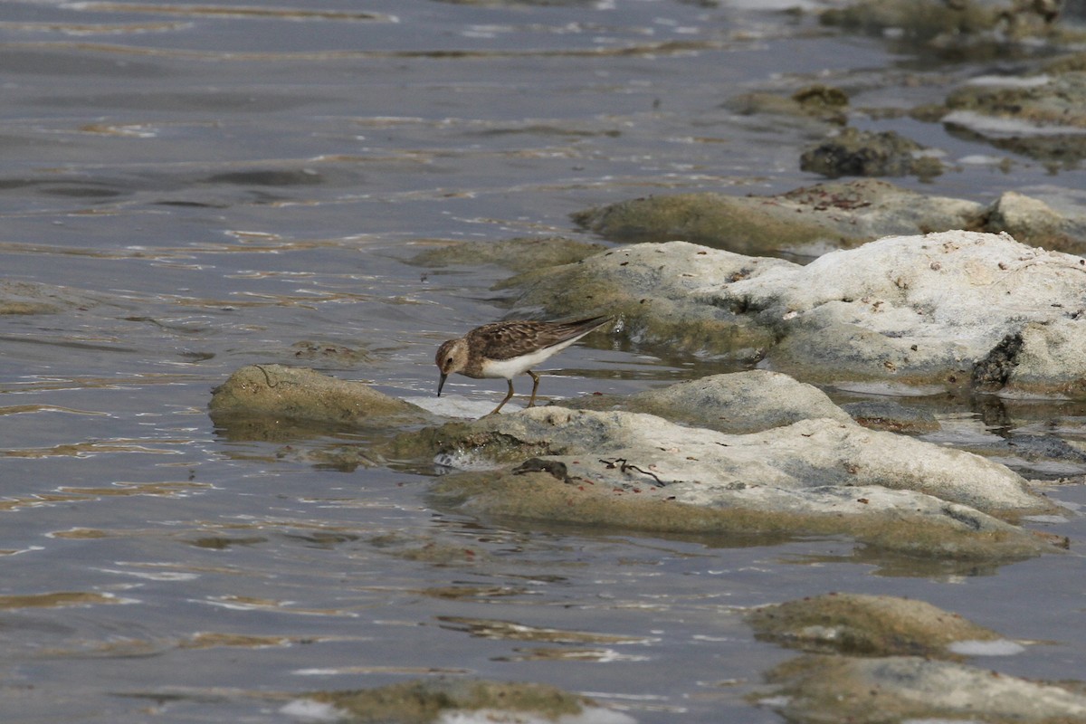 Temminck's Stint - ML173982531