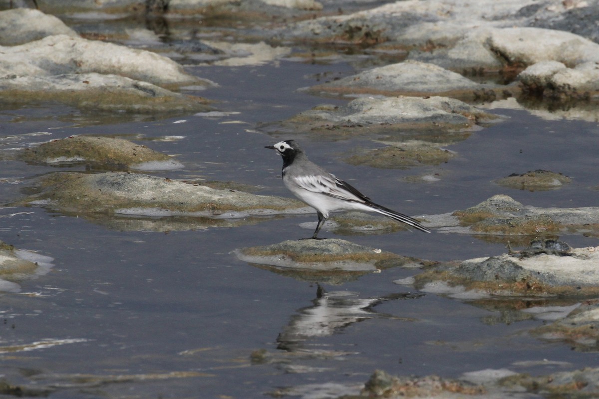 White Wagtail (Masked) - ML173982631