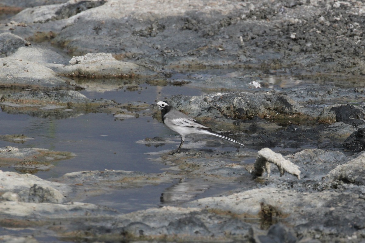 White Wagtail (Masked) - ML173982641