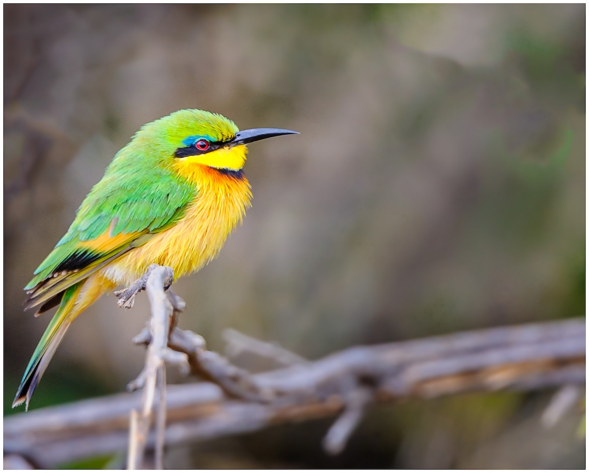 Little Bee-eater - ML173984841