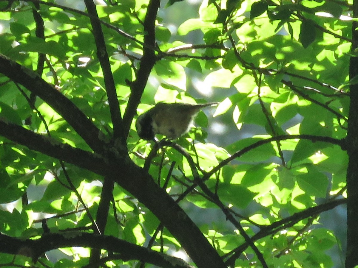 Coal Tit (British) - ML173985351