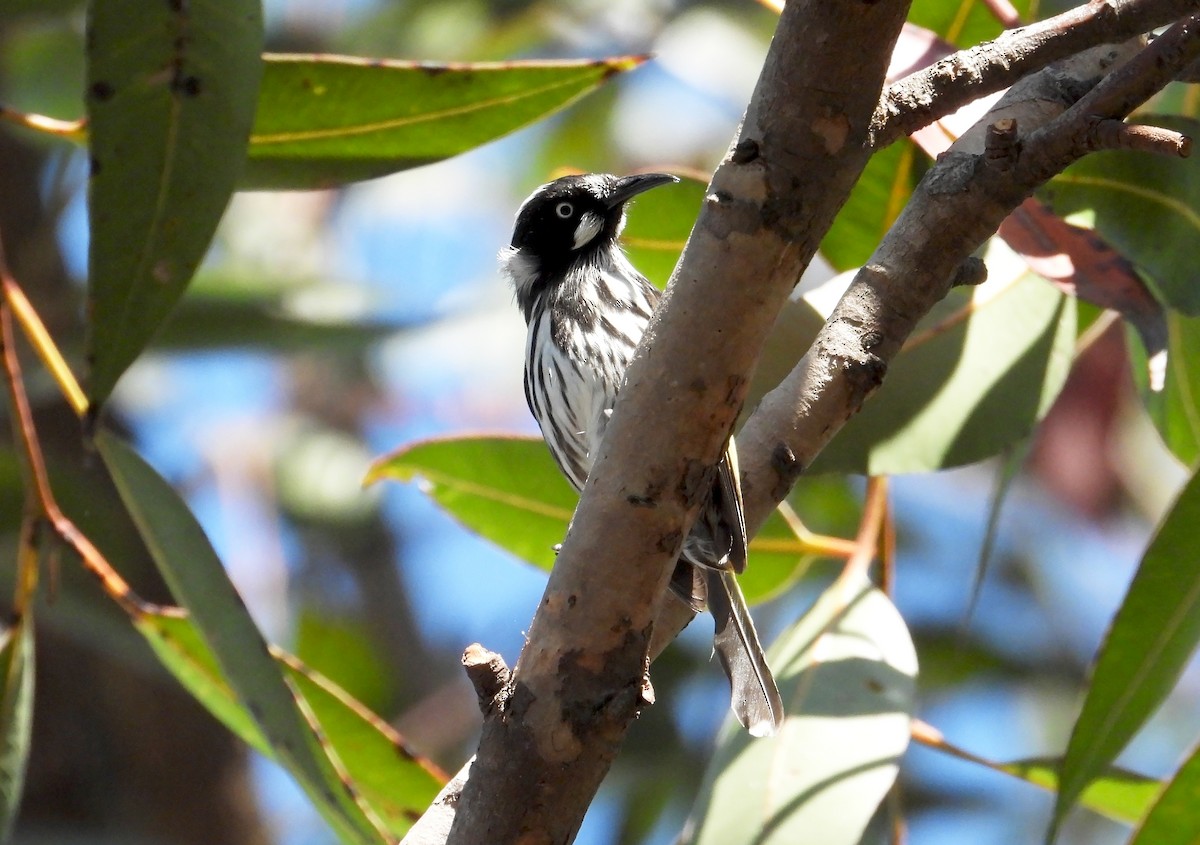 New Holland Honeyeater - Jack Morgan