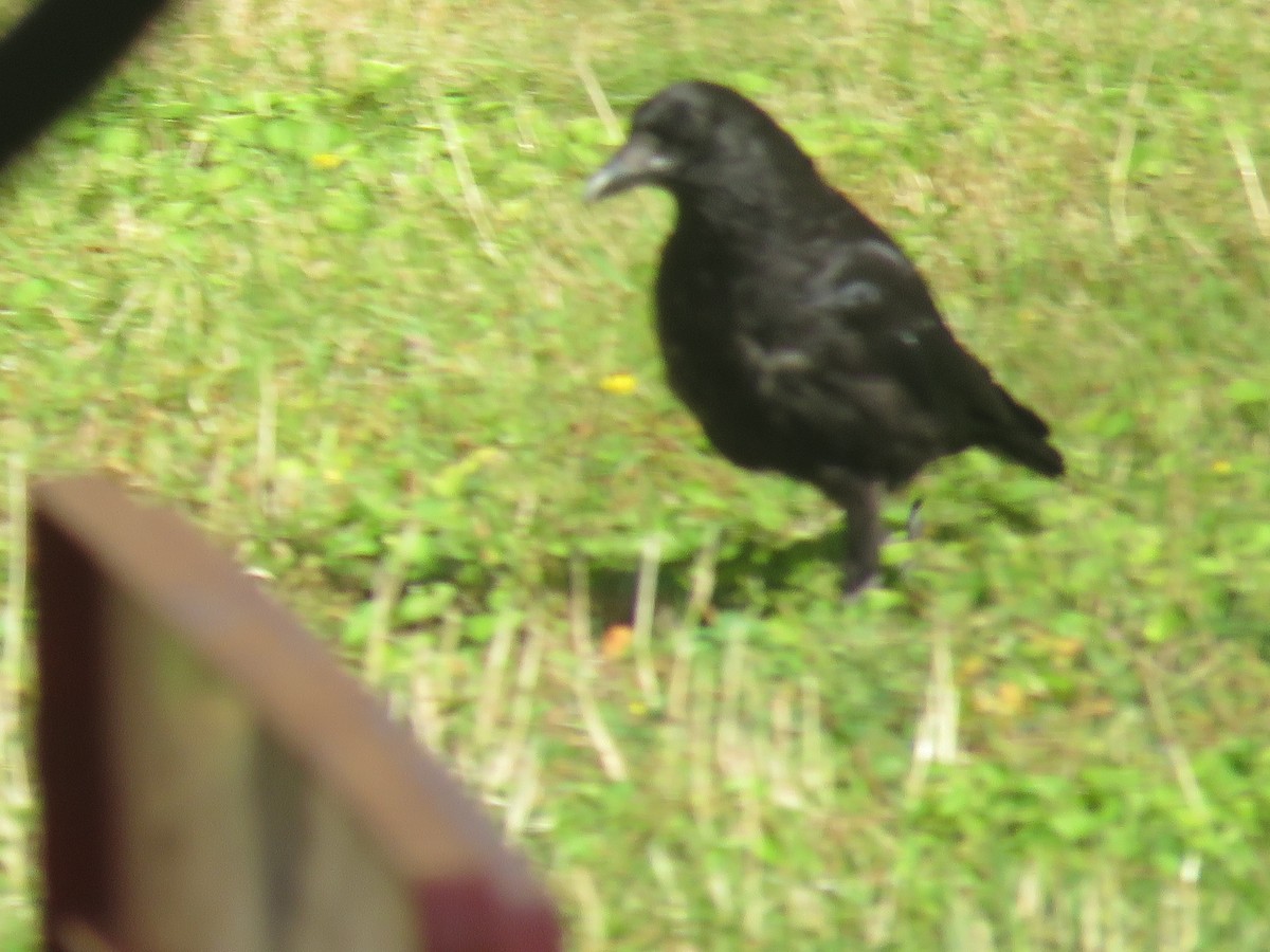 Carrion Crow - ML173985631