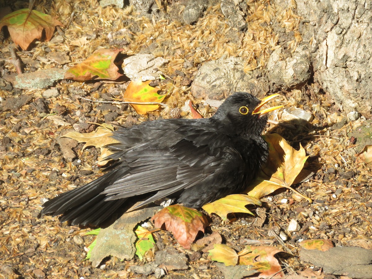 Eurasian Blackbird - ML173985741