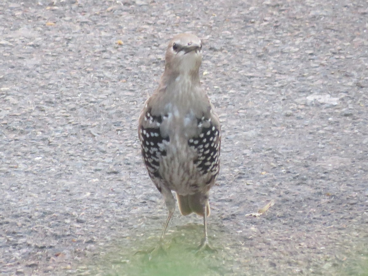 European Starling - ML173985821