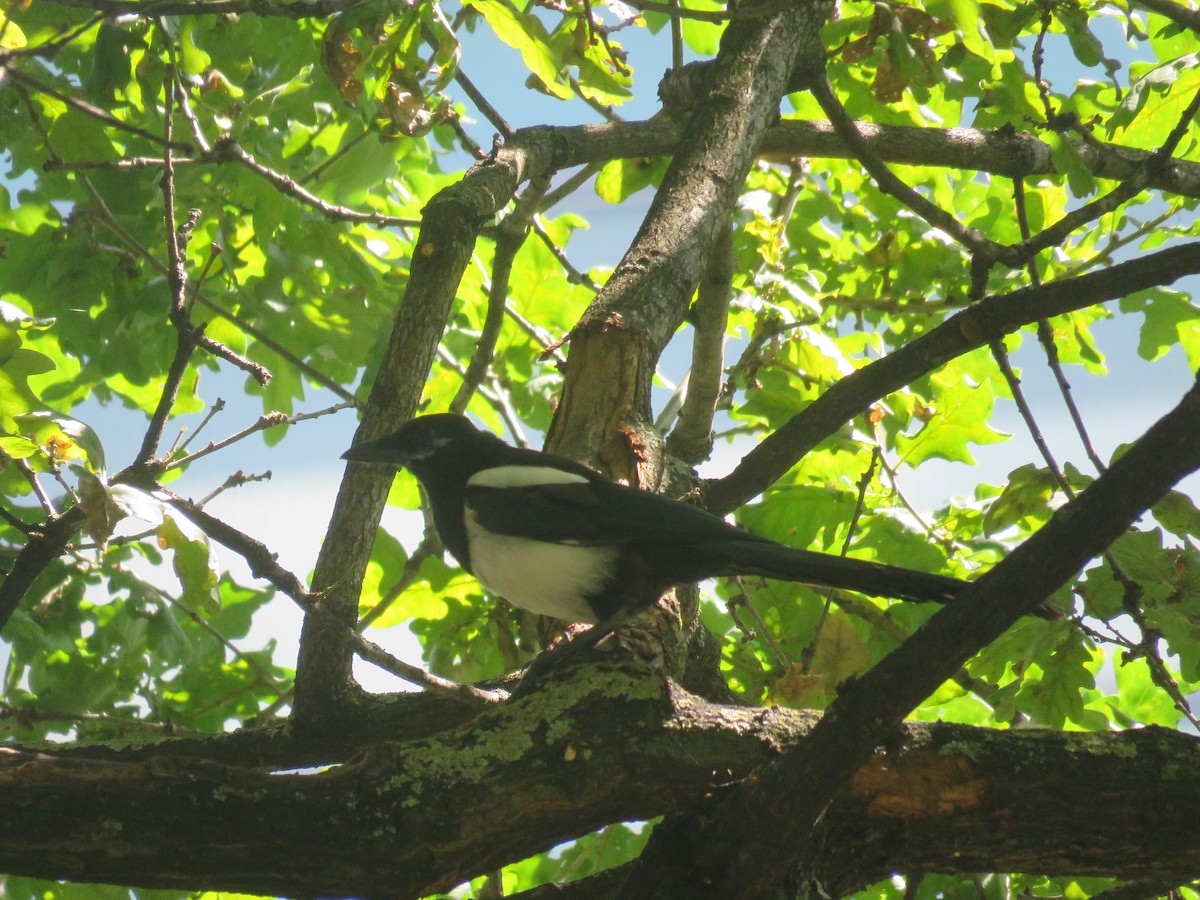 Eurasian Magpie - ML173985961