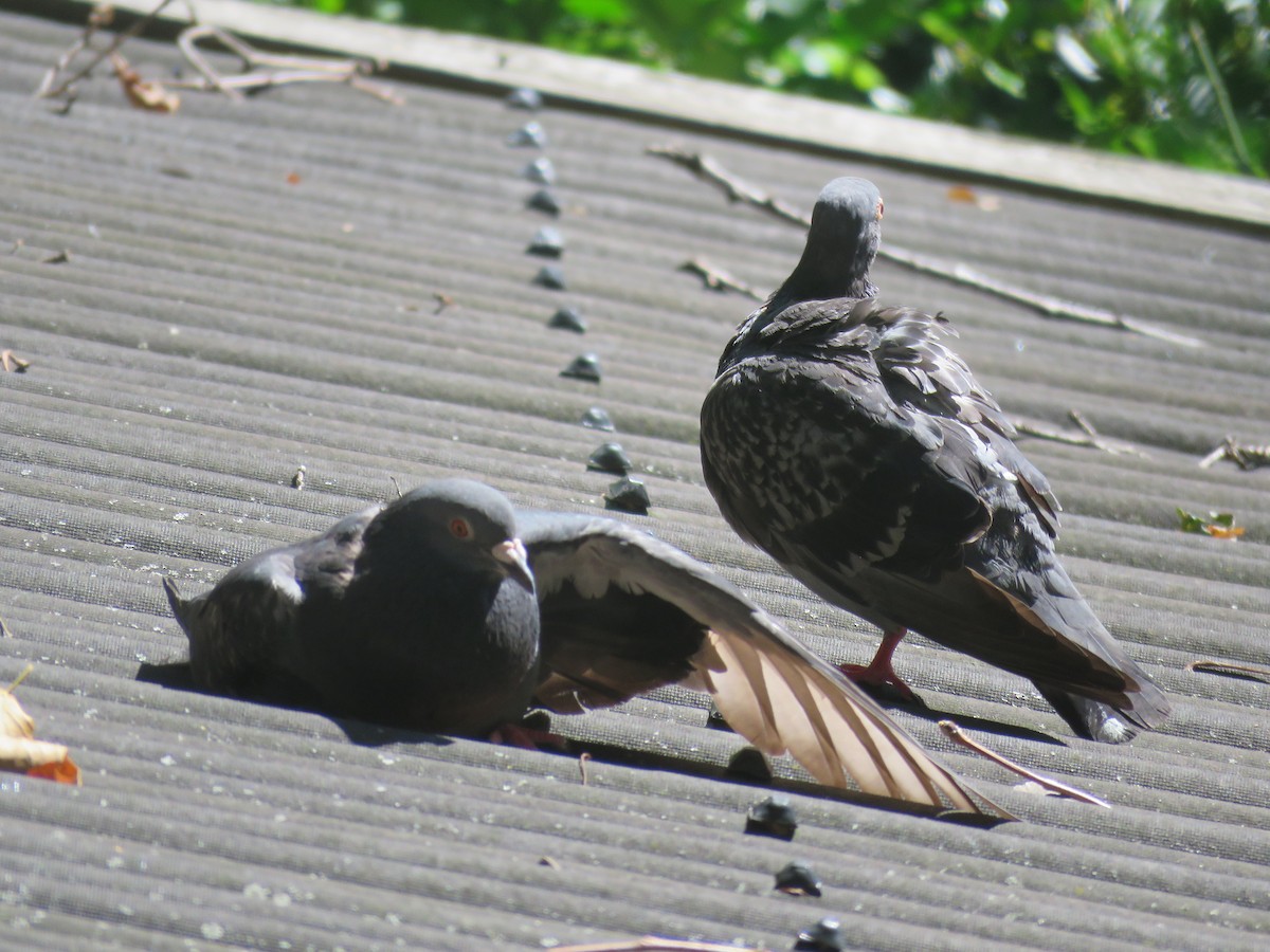 Rock Pigeon (Feral Pigeon) - ML173985981