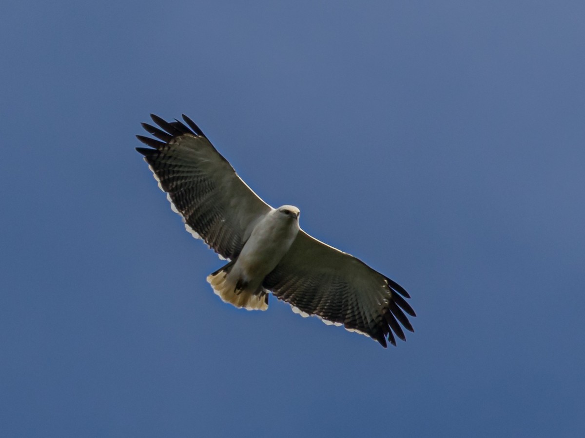 Mantled Hawk - Eden Fontes