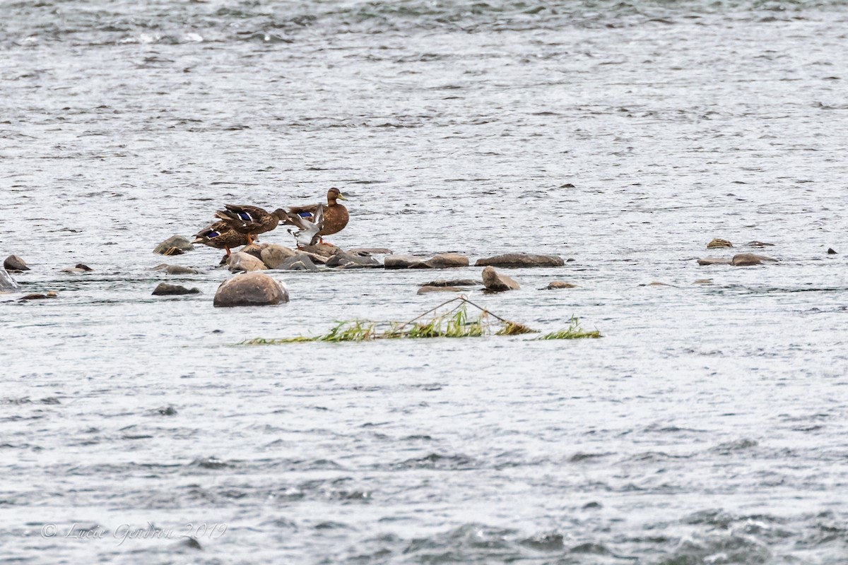 Ruddy Turnstone - ML173986831