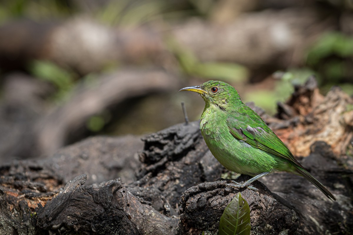 Green Honeycreeper - ML173986911