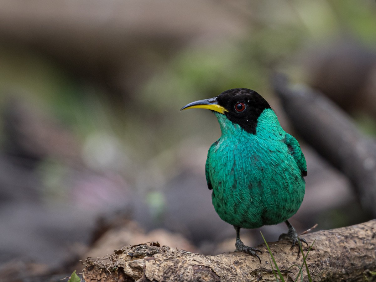 Green Honeycreeper - ML173986921