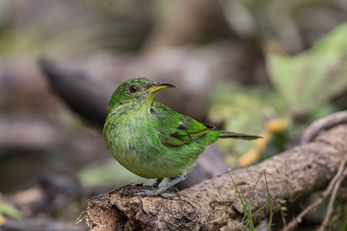 Green Honeycreeper - ML173986931