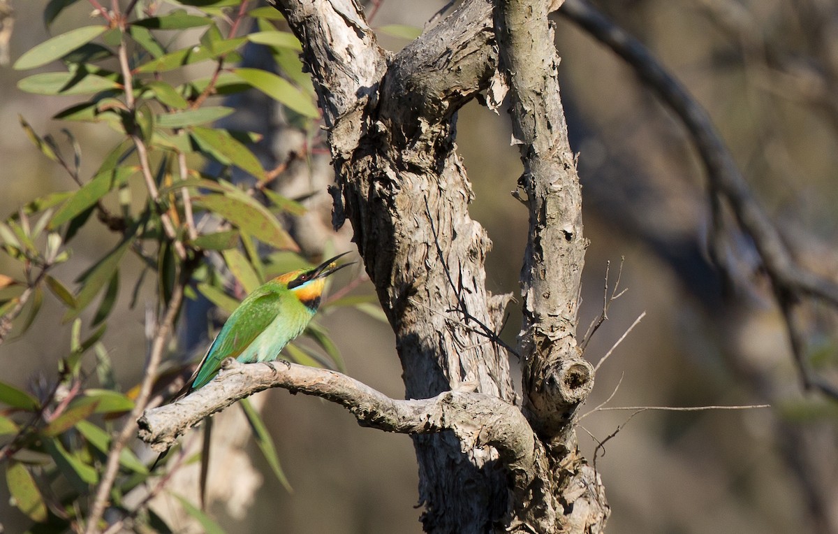 Rainbow Bee-eater - ML173987681