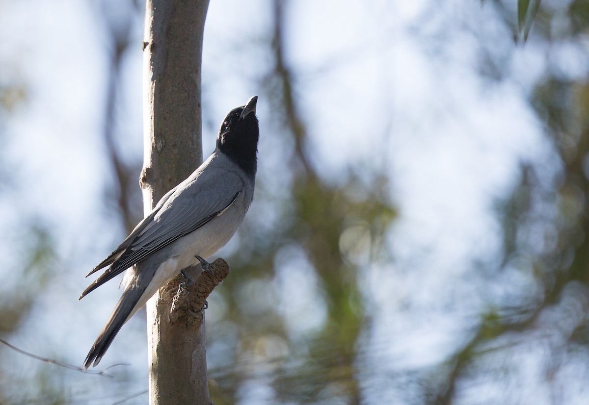 Black-faced Cuckooshrike - ML173987751