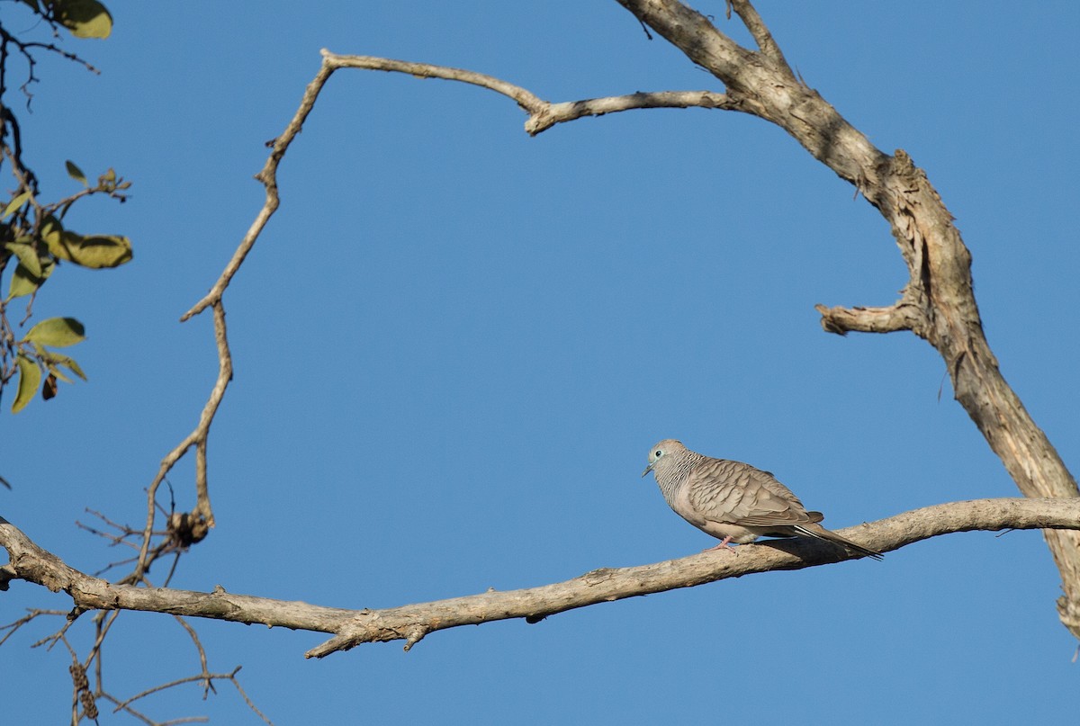 Peaceful Dove - ML173987761