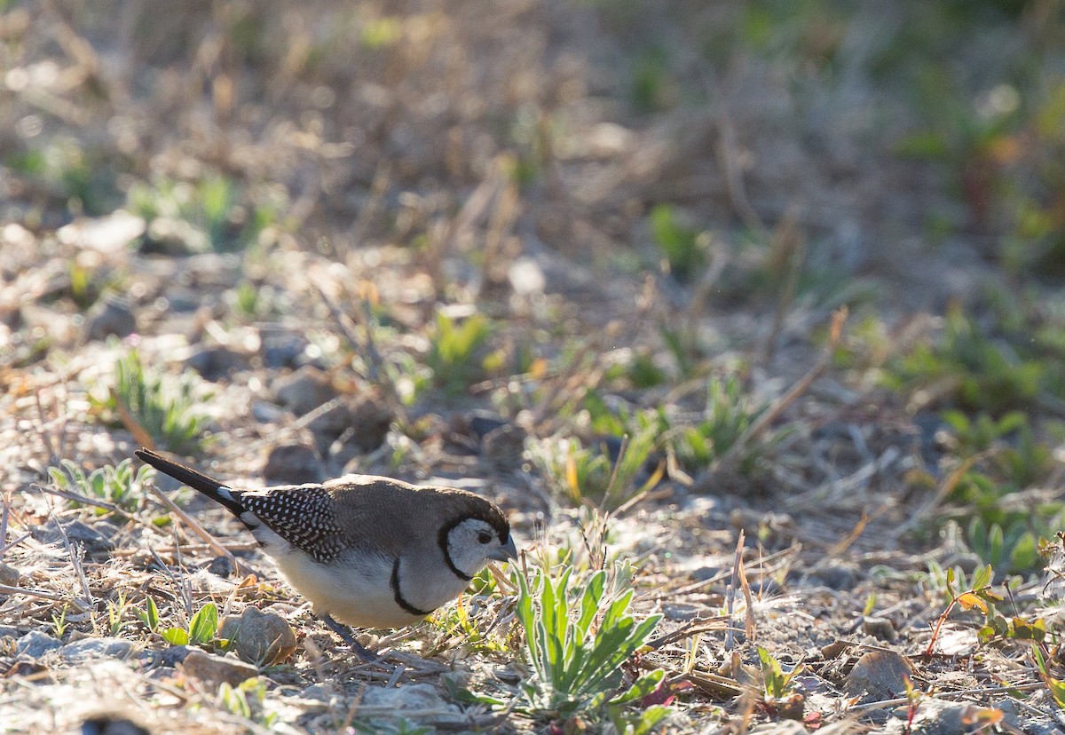 Double-barred Finch - ML173987911