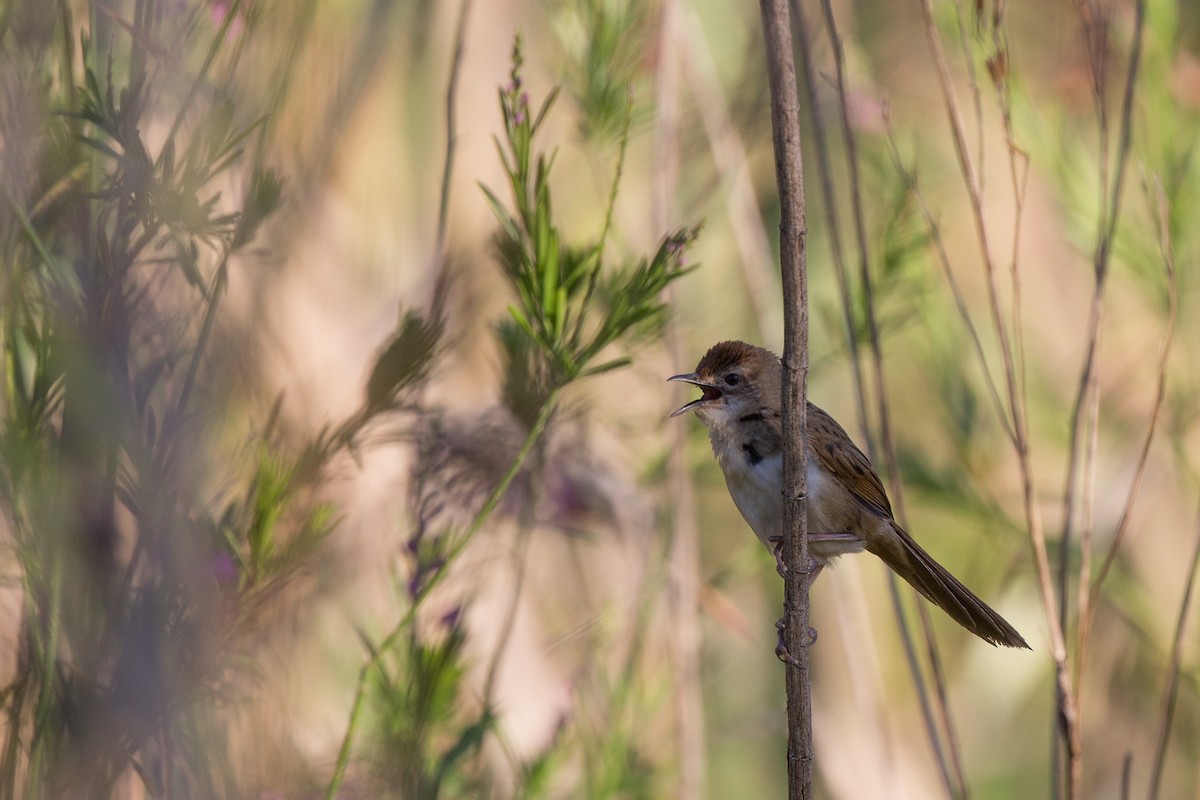 Tawny Grassbird - ML173988031