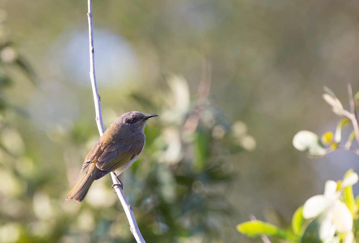 Brown Honeyeater - ML173988091