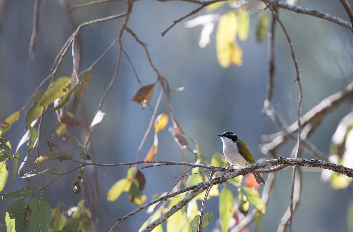 White-throated Honeyeater - ML173988181