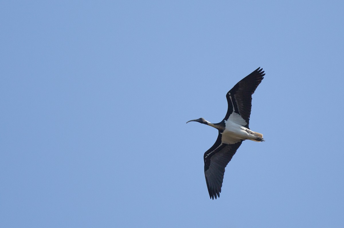 ibis slámokrký - ML173988211