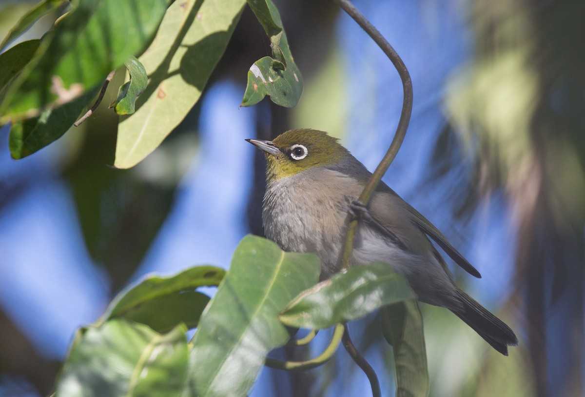 Graumantel-Brillenvogel - ML173988341