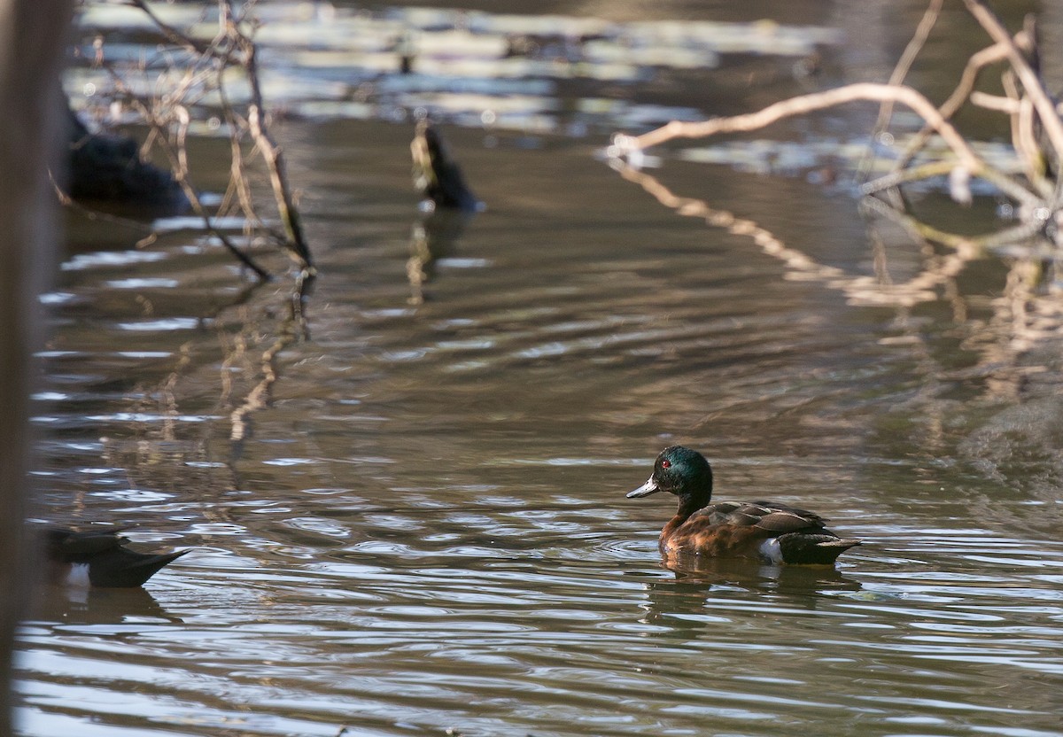 Chestnut Teal - ML173988351