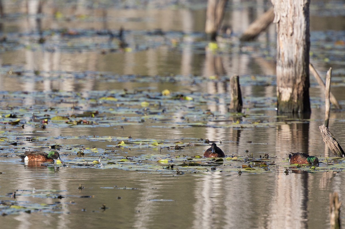 Chestnut Teal - ML173988361