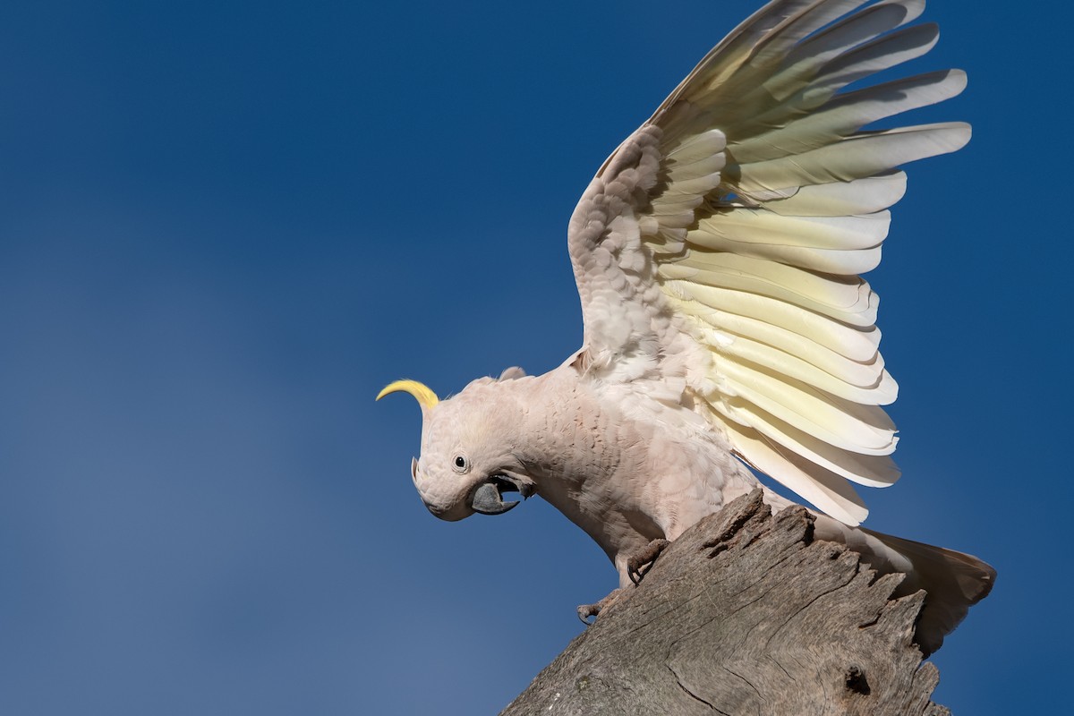 Sulphur-crested Cockatoo - Hayley Alexander