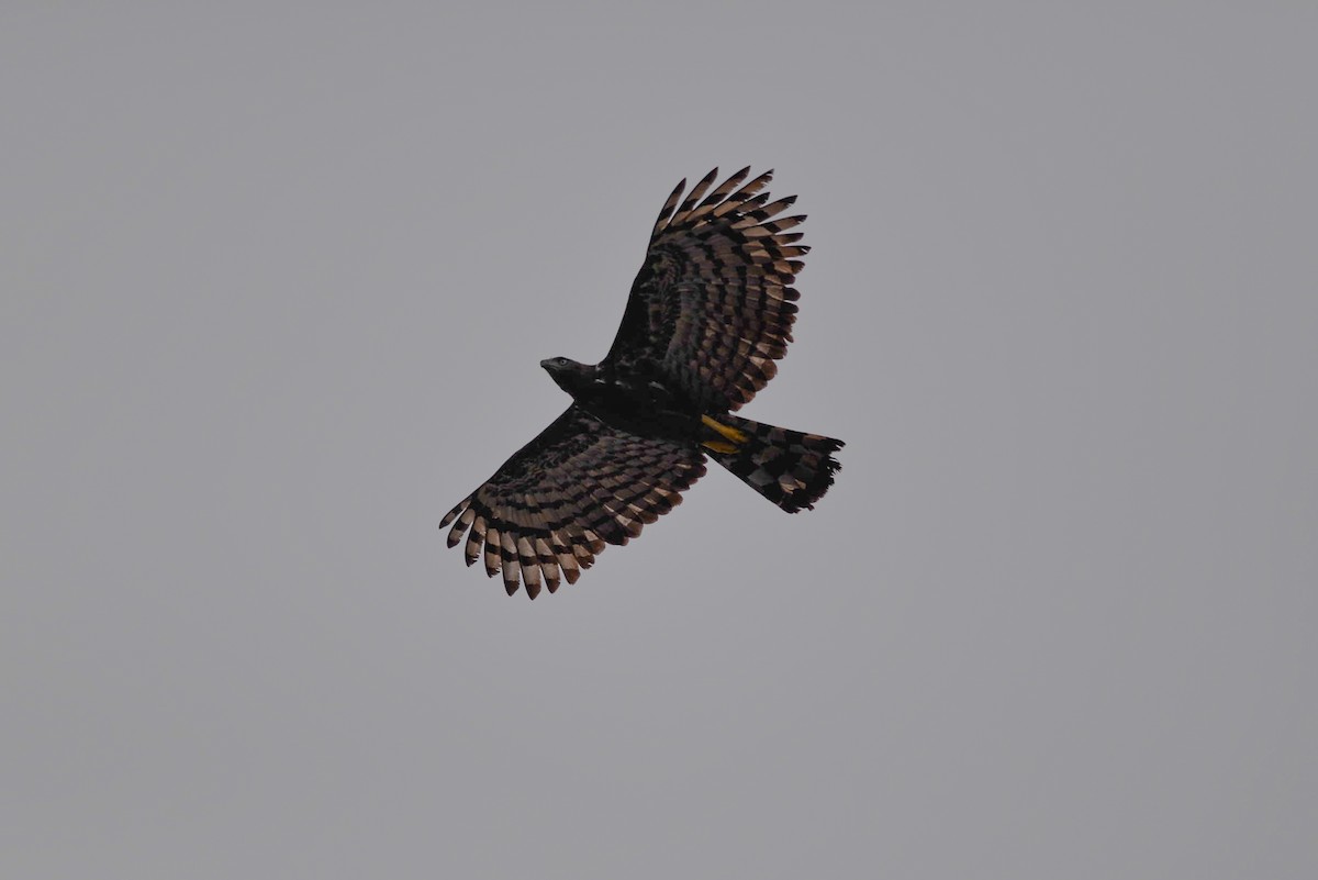 Crested Eagle - ML173988991