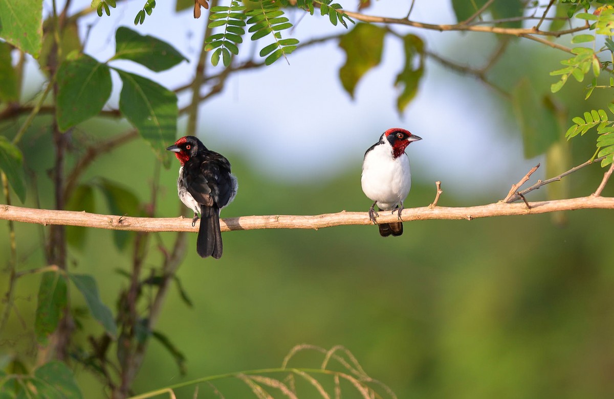 Crimson-fronted Cardinal - ML173989351