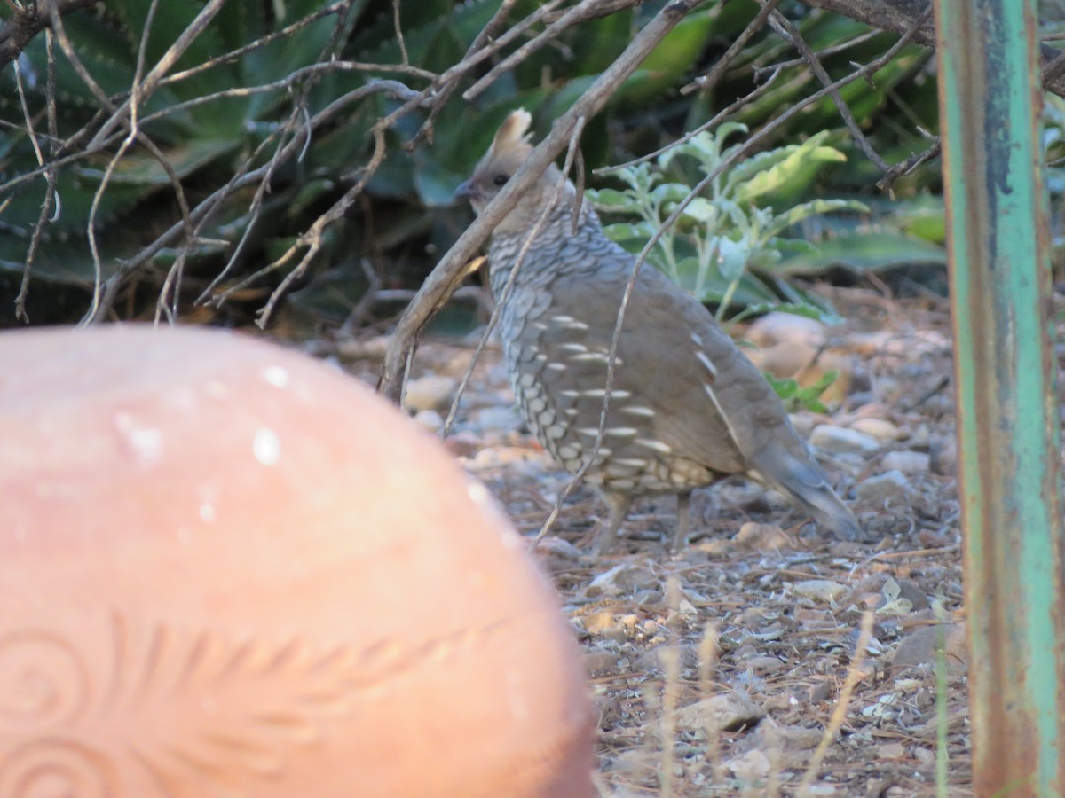 Scaled Quail - Lisa Hoffman