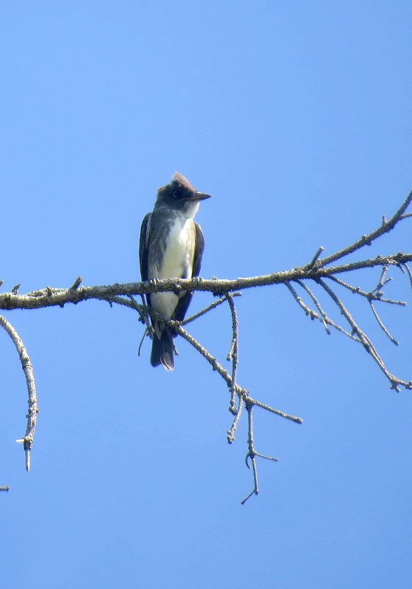 Olive-sided Flycatcher - ML173993361