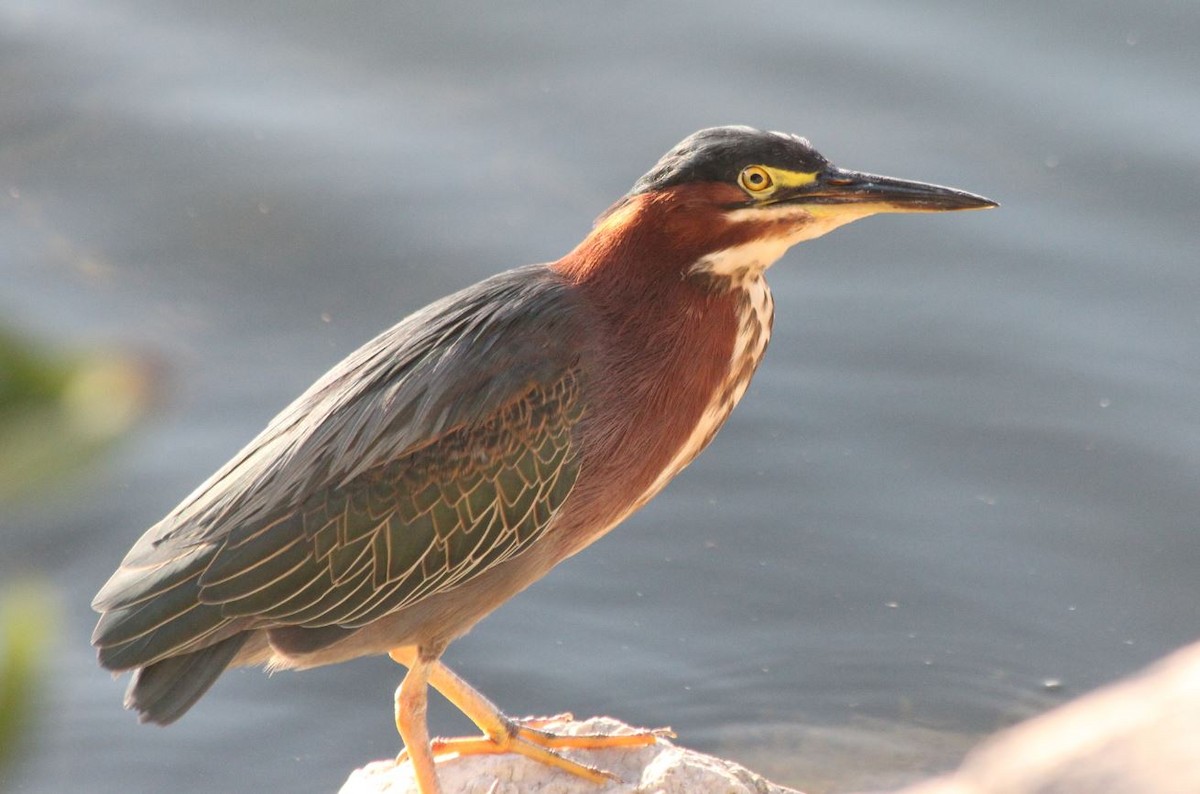 Green Heron - ML173993741