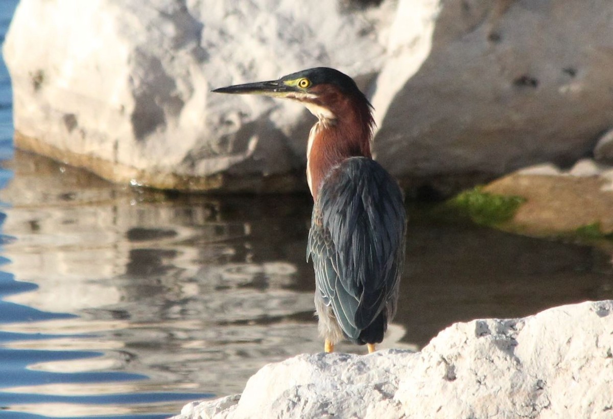 Green Heron - ML173993761