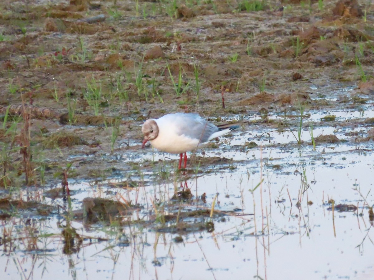 Black-headed Gull - ML173994281